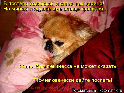 Котоматрица: В постели хозяйской я сплю, как царица! На мягкой подушке мне слаще храпится... Жаль, Вам пекинеска не может сказать: "По-человечески дайте по
