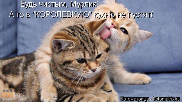 Котоматрица: Будь чистым, Мурлик! А то в "КОРОЛЕВКУЮ" кухню не пустят(