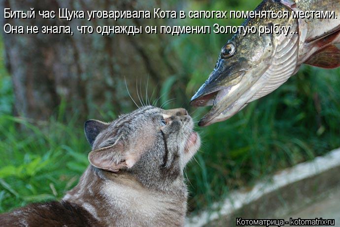 Котоматрица: Битый час Щука уговаривала Кота в сапогах поменяться местами. Она не знала, что однажды он подменил Золотую рыбку...