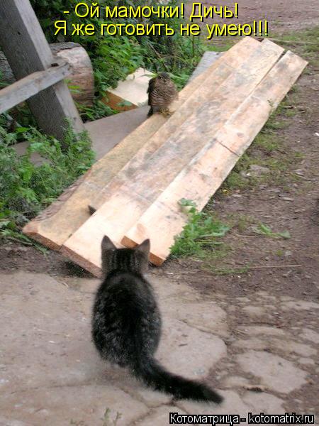 Котоматрица: - Ой мамочки! Дичь! Я же готовить не умею!!!