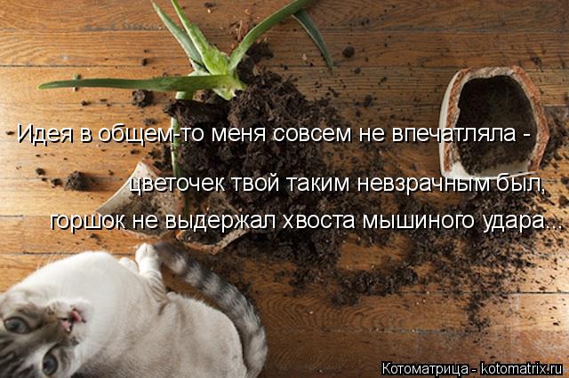 Котоматрица: Идея в общем-то меня совсем не впечатляла - цветочек твой таким невзрачным был,  горшок не выдержал хвоста мышиного удара...