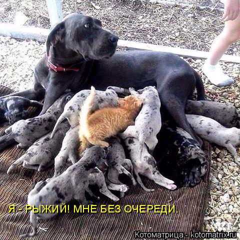 Котоматрица: Я - РЫЖИЙ! МНЕ БЕЗ ОЧЕРЕДИ.