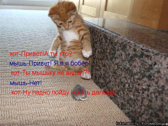 Котоматрица: кот-Привет!А ты кто? мышь-Привет! Я,я,я бобёр! кот-Ты мышьку не видел?! мышь-Нет! кот-Ну ладно пойду искать дальше!