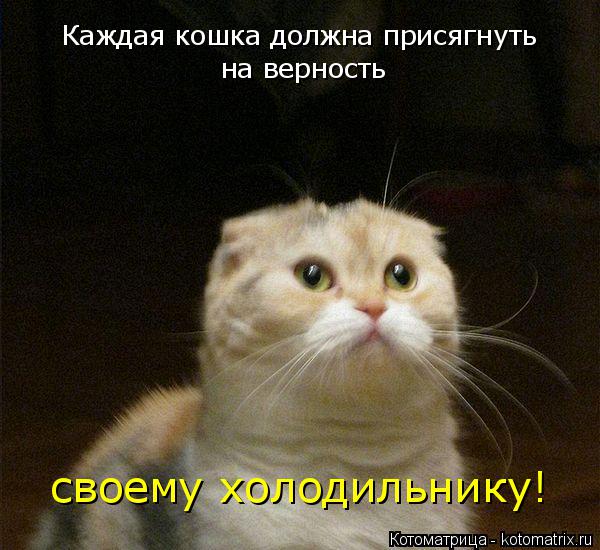Котоматрица: Каждая кошка должна присягнуть на верность своему холодильнику!