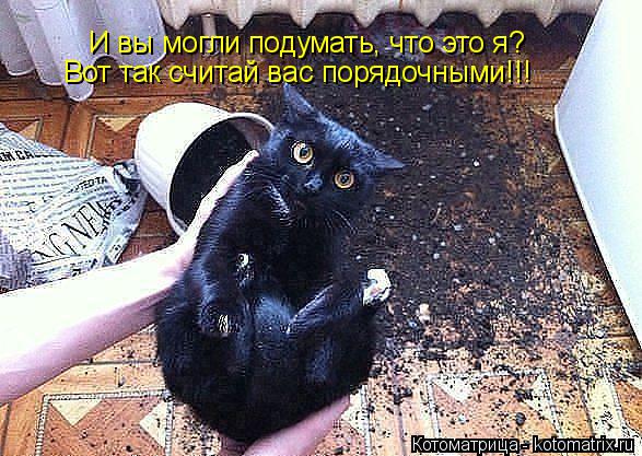Котоматрица: И вы могли подумать, что это я? Вот так считай вас порядочными!!!