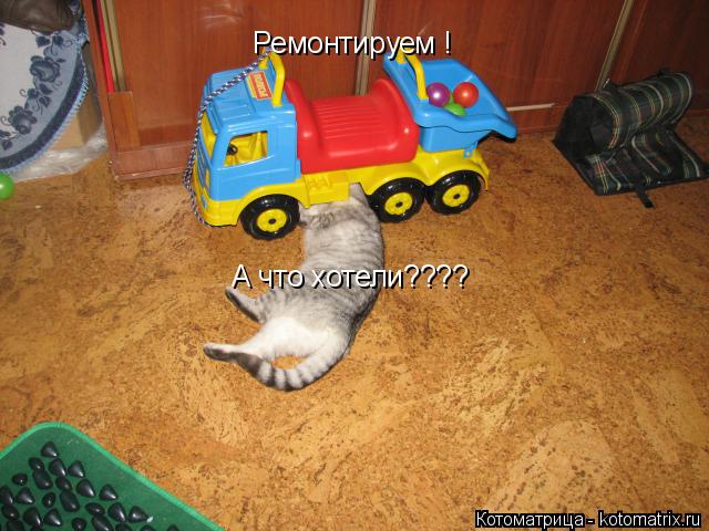 Котоматрица: Ремонтируем ! А что хотели????