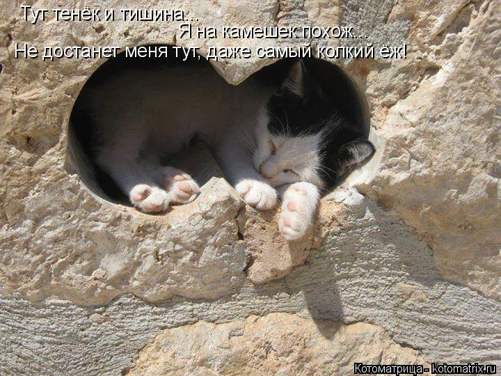 Котоматрица: Тут тенёк и тишина... Я на камешек похож... Не достанет меня тут, даже самый колкий ёж!
