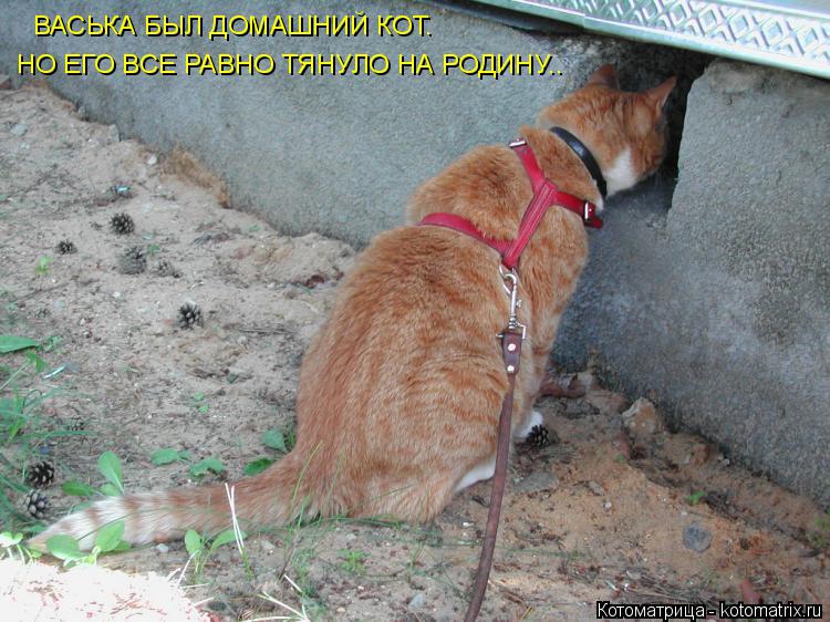 Котоматрица: ВАСЬКА БЫЛ ДОМАШНИЙ КОТ. НО ЕГО ВСЕ РАВНО ТЯНУЛО НА РОДИНУ..