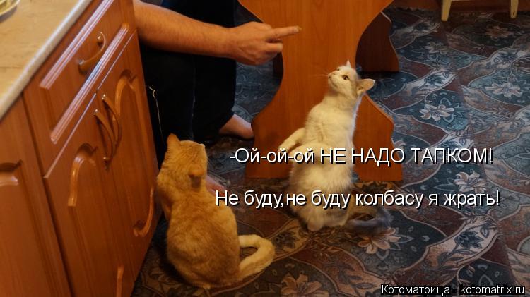 Котоматрица: -Ой-ой-ой НЕ НАДО ТАПКОМ! Не буду,не буду колбасу я жрать!
