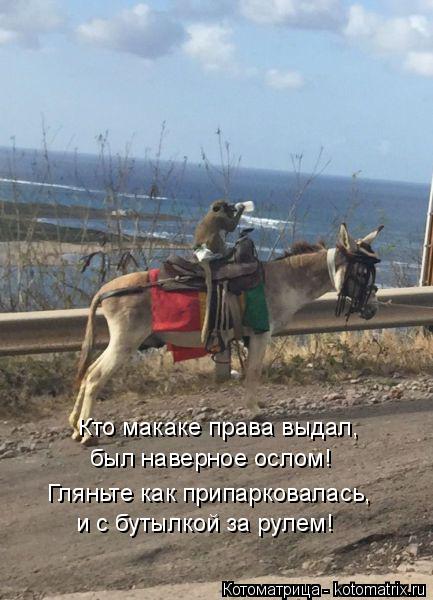 Котоматрица: и с бутылкой за рулем! Кто макаке права выдал, был наверное ослом! Гляньте как припарковалась,