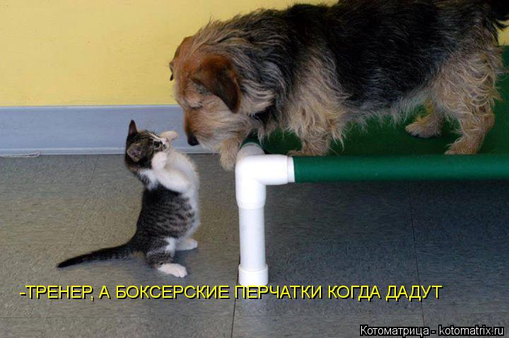 Котоматрица: -ТРЕНЕР, А БОКСЕРСКИЕ ПЕРЧАТКИ КОГДА ДАДУТ