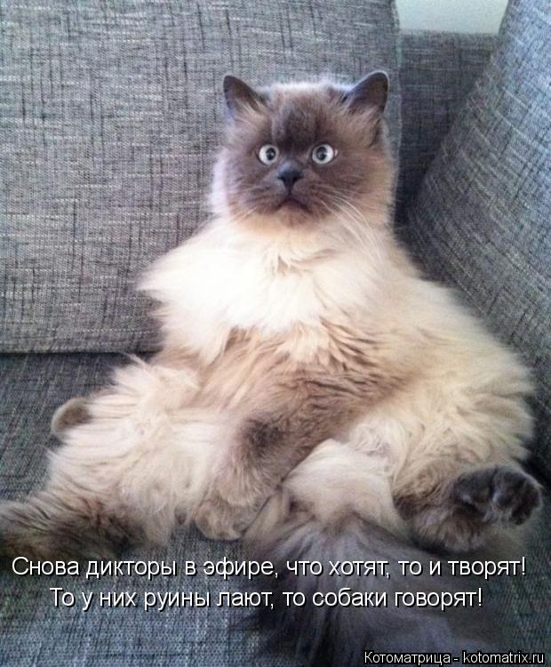 Котоматрица: То у них руины лают, то собаки говорят! Снова дикторы в эфире, что хотят, то и творят!