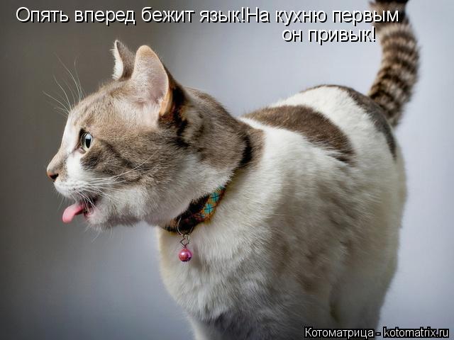 Котоматрица: Опять вперед бежит язык!На кухню первым он привык!