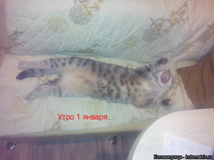 Котоматрица: Утро 1 января...