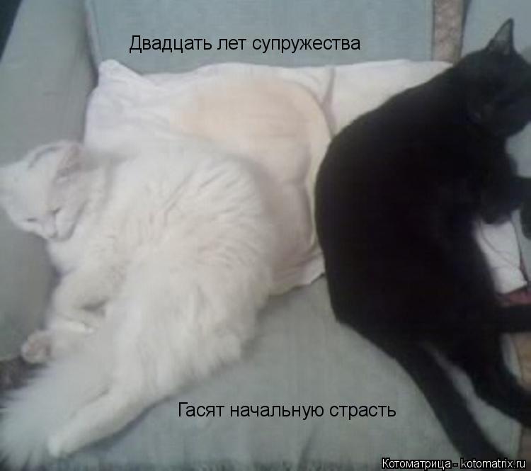 Котоматрица: Двадцать лет супружества Гасят начальную страсть
