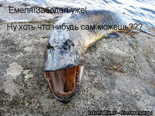 Котоматрица: Емеля!Забодал уже! Ну хоть что нибудь сам можешь???