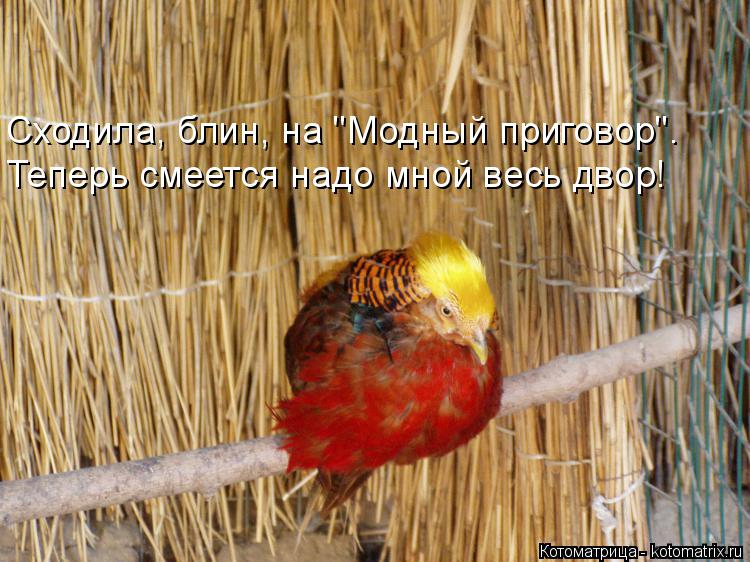 Котоматрица: Сходила, блин, на "Модный приговор". Теперь смеется надо мной весь двор!
