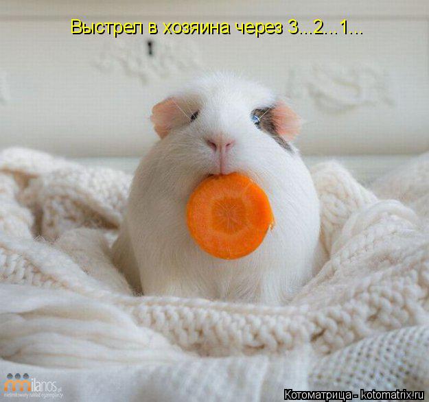 Котоматрица: Выстрел в хозяина через 3...2...1...