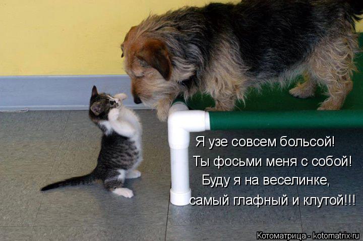 Котоматрица: Я узе совсем больсой! Ты фосьми меня с собой! Буду я на веселинке, самый глафный и клутой!!!