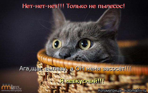 Котоматрица: Нет-нет-нет!!! Только не пылесос! Нет-нет-нет!!! Только не пылесос! Ага,щас вылезу, а ОН меня засосёт!!!  Я невкусный!!! Я невкусный!!!