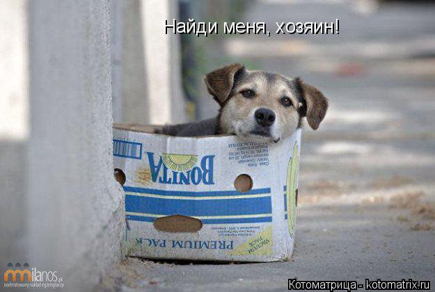 Котоматрица: Найди меня, хозяин!