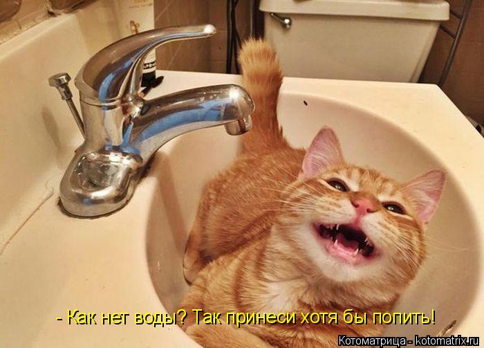 Котоматрица: - Как нет воды? Так принеси хотя бы попить!
