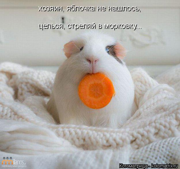 Котоматрица: хозяин, яблочка не нашлось,  целься, стреляй в морковку...