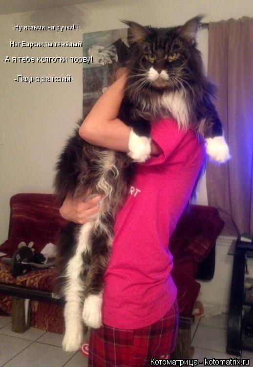 Котоматрица: Ну возьми на ручки!!! Нет,Барсик,ты тяжёлый! -А я тебе колготки порву! -Ладно,залезай!