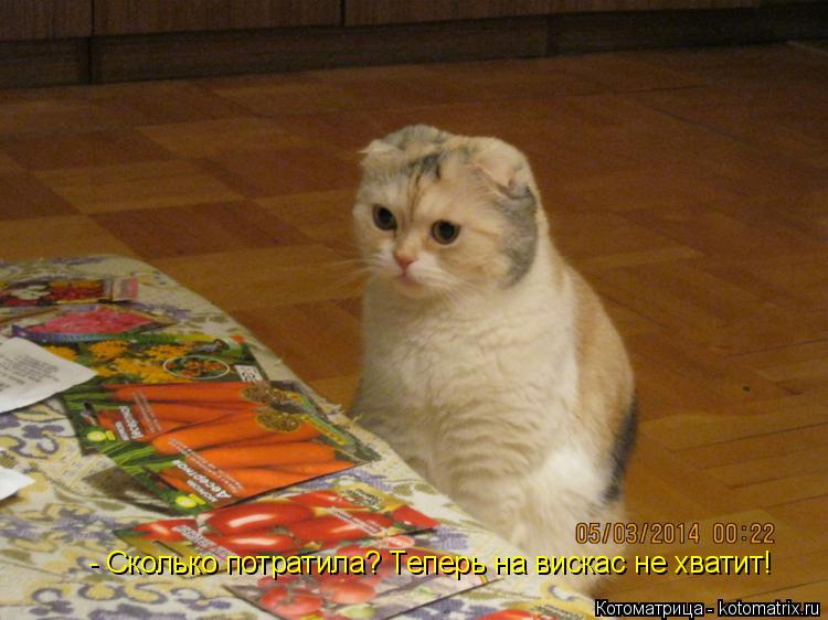 Котоматрица: - Сколько потратила? Теперь на вискас не хватит!