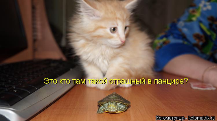 Котоматрица: Это кто там такой страшный в панцире?