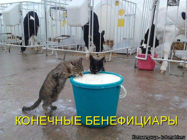 Котоматрица: КОНЕЧНЫЕ БЕНЕФИЦИАРЫ