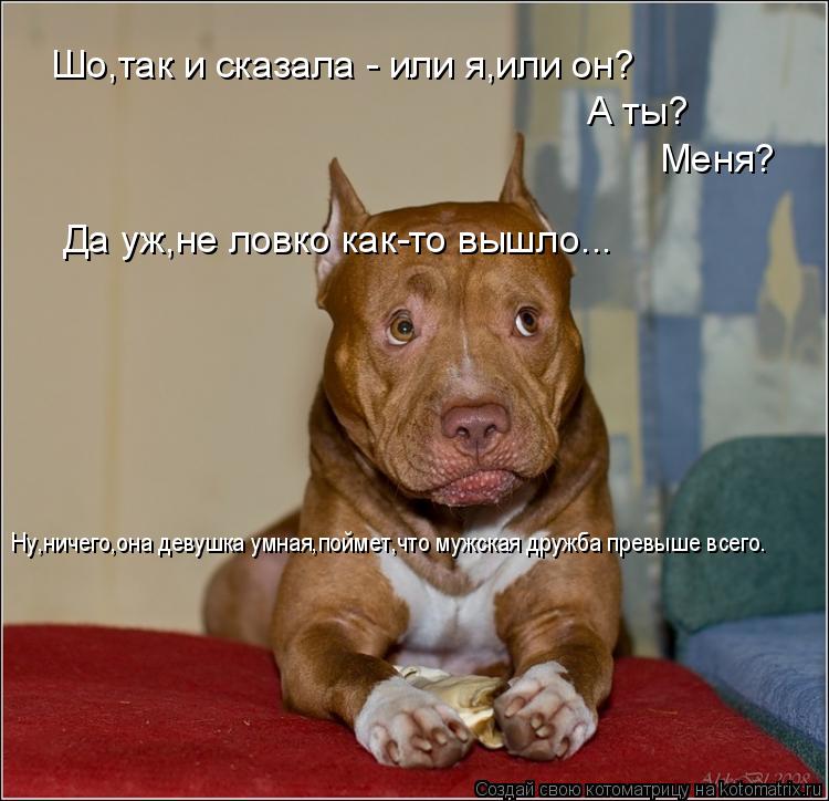 Котоматрица: Шо,так и сказала - или я,или он? А ты? Меня? Да уж,не ловко как-то вышло... Ну,ничего,она девушка умная,поймет,что мужская дружба превыше всего.