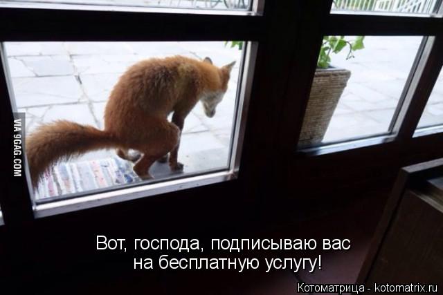 Котоматрица: Вот, господа, подписываю вас  на бесплатную услугу!