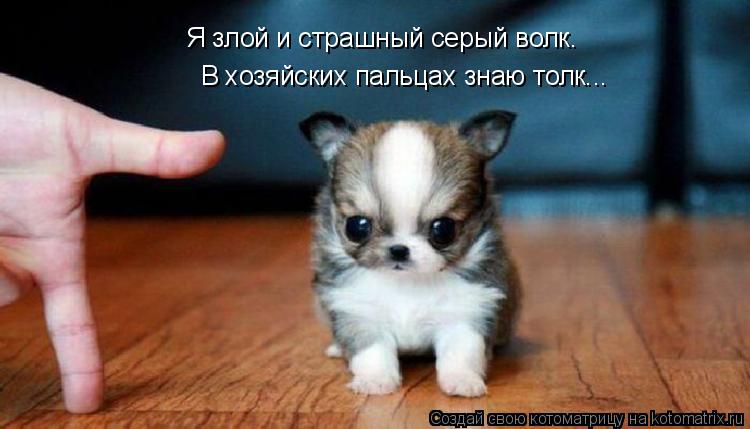 Котоматрица: В хозяйских пальцах знаю толк... Я злой и страшный серый волк.
