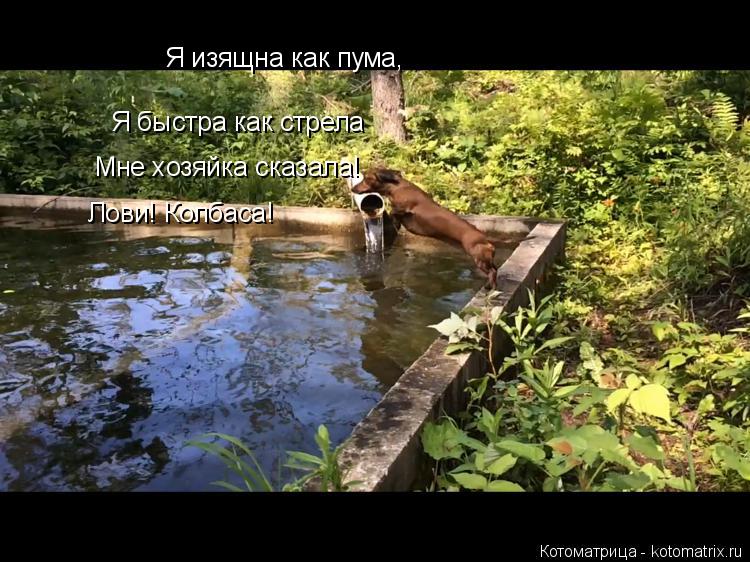 Котоматрица: Я изящна как пума, Я быстра как стрела Мне хозяйка сказала! Лови! Колбаса!