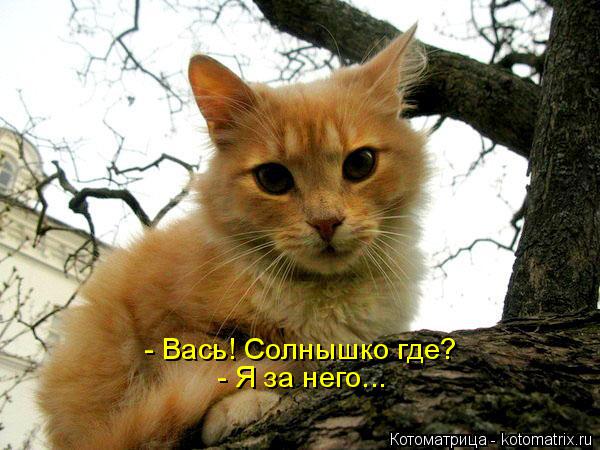 Котоматрица: - Вась! Солнышко где? - Я за него...