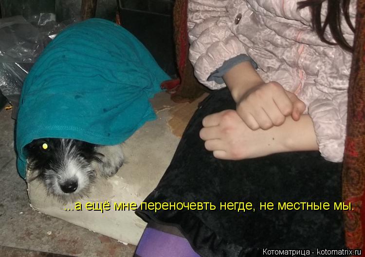 Котоматрица: ...а ещё мне переночевть негде, не местные мы.
