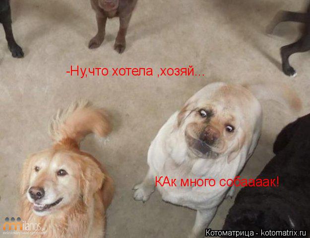 Котоматрица: -Ну,что хотела ,хозяй... КАк много собаааак!