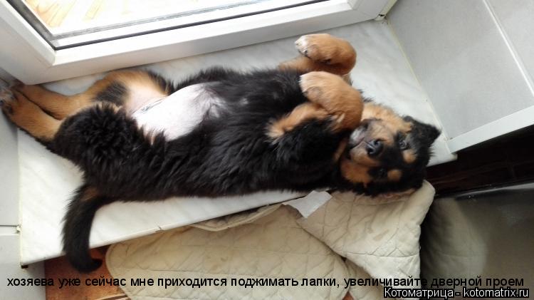 Котоматрица: хозяева уже сейчас мне приходится поджимать лапки, увеличивайте дверной проем