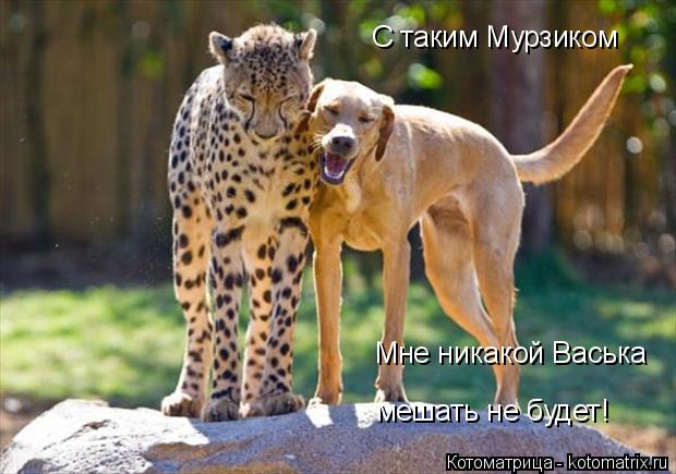 С таким Мурзиком Мне никакой Васька мешать не будет!... Котоматрица: С таким Мурзиком Мне никакой Васька мешать не будет!