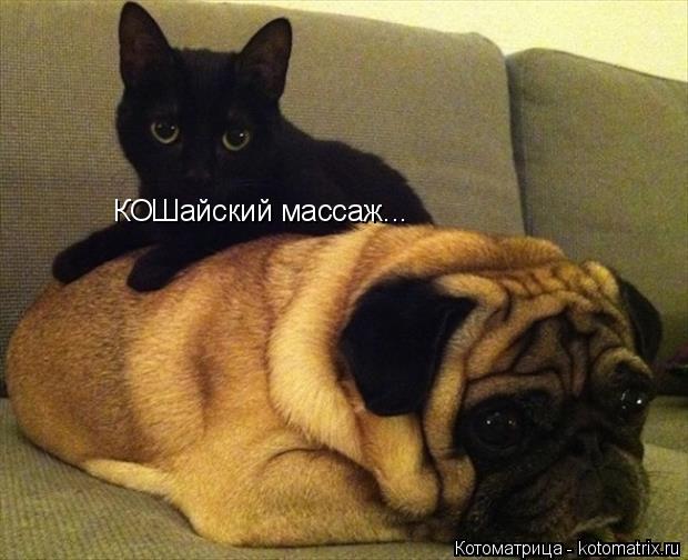 Котоматрица: КОШайский массаж...