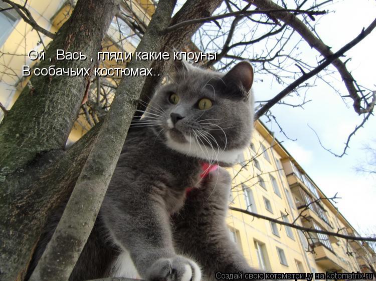 Котоматрица: Ой , Вась , гляди какие клоуны  В собачьих костюмах..