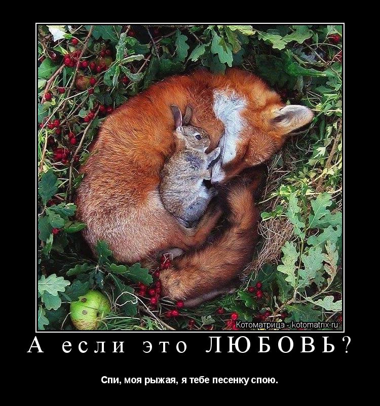 Котоматрица: А если это ЛЮБОВЬ? Спи, моя рыжая, я тебе песенку спою.