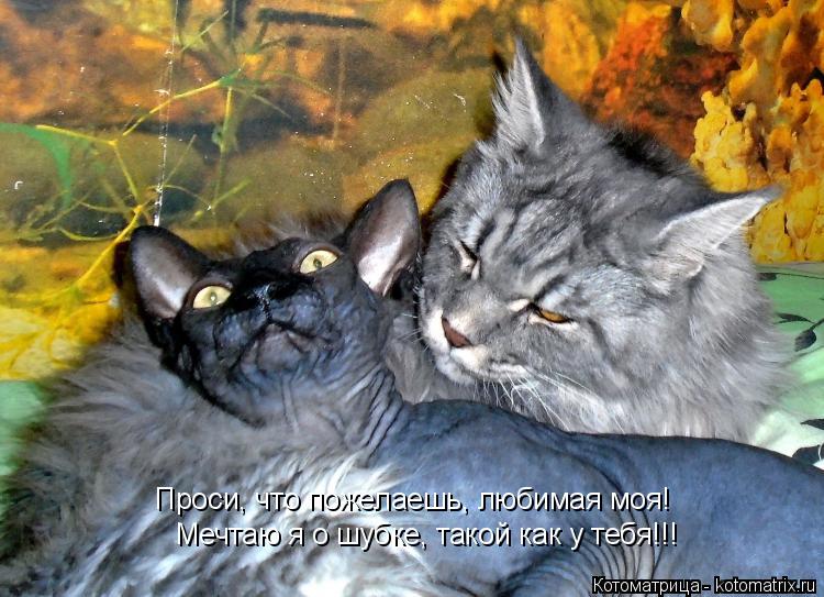 Котоматрица: Мечтаю я о шубке, такой как у тебя!!! Проси, что пожелаешь, любимая моя!