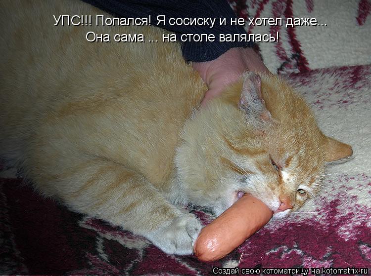 Котоматрица: УПС!!! Попался! Я сосиску и не хотел даже... Она сама ... на столе валялась!