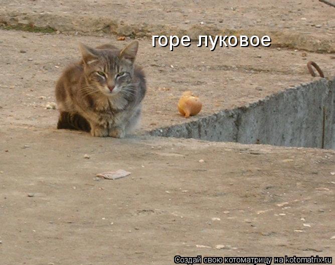 Котоматрица: горе луковое