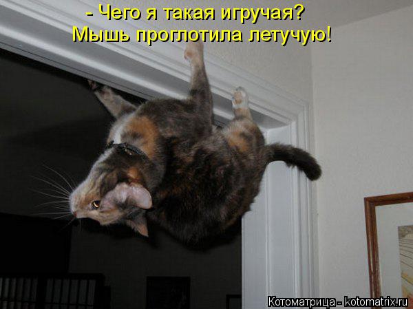 Котоматрица: - Чего я такая игручая? Мышь проглотила летучую!