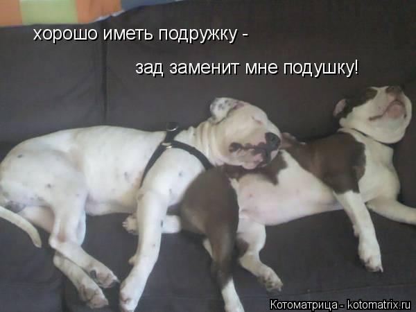 Котоматрица: хорошо иметь подружку - зад заменит мне подушку!