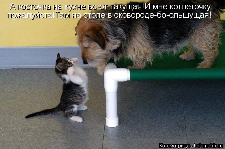Котоматрица: А косточка на кухне во-от такущая!И мне котлеточку пожалуйста!Там на столе в сковороде-бо-ольшущая!