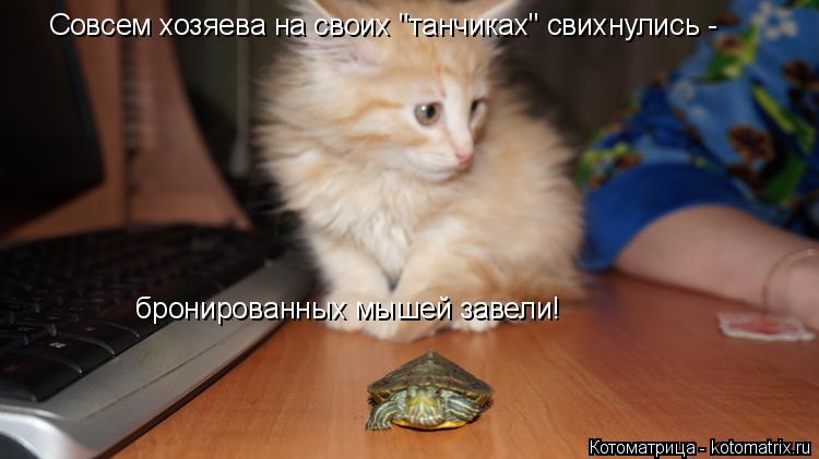 Котоматрица: Совсем хозяева на своих "танчиках" свихнулись - бронированных мышей завели!
